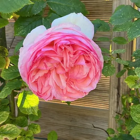 Couette-café D'aumont