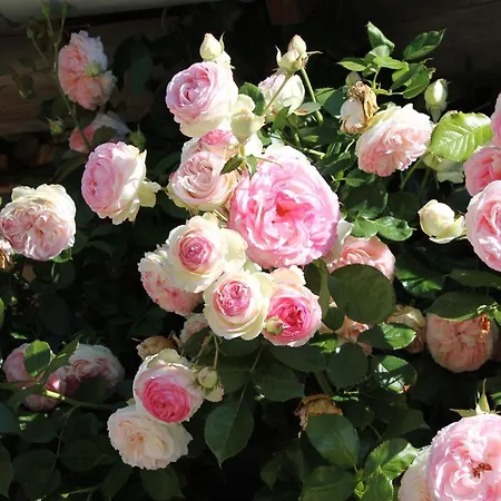 D'aumont B&B